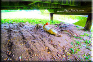 WebAtude Photography New Orleans Photographer For Weddings Parties Events